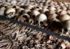 NIGERIA: UNFOLDING GENOCIDE? NEW APPG REPORT LAUNCHED