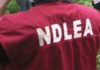 NDLEA Considers Drug Tests For Ladies Before Marriages
