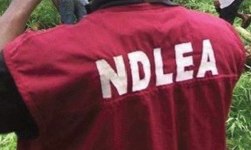 NDLEA Considers Drug Tests For Ladies Before Marriages