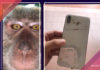 Man finds lost phone full of Monkey selfies