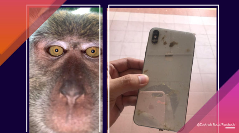 Man finds lost phone full of Monkey selfies