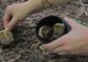 Genius: This is why you should bury used tea bags in your garden!