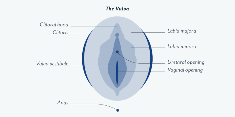 The vagina is for pleasure and childbirth period!