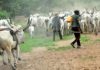 Buhari Directs Agric Ministers To Map Out Grazing Routes