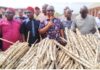 EXTRA: Anambra lawmaker distributes cassava stems to constituents
