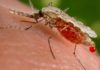Malaria vaccine another success story for Jenner Institute team behind Covid jab