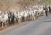 Ganduje to Buhari: Ban North-South Cattle Movement to End Herders/Farmers Clashes