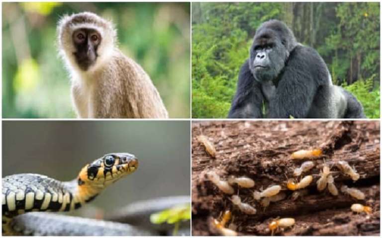 The snake, the monkey, and the termites: The thieving animals in Nigeria