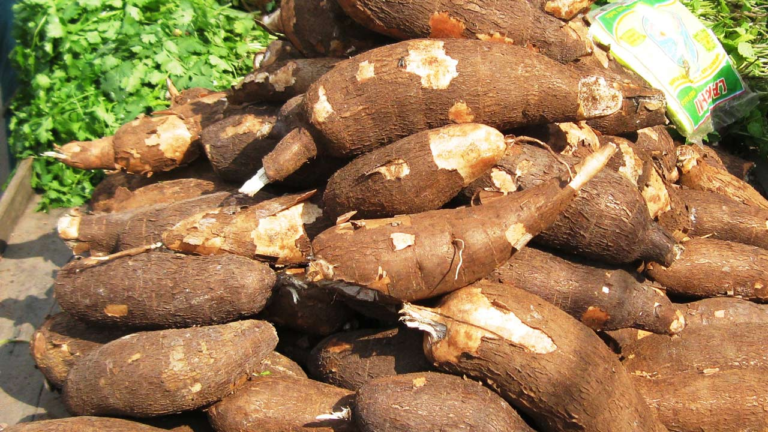 CASSAVA; Back to our roots