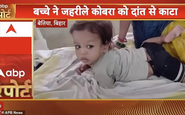 Amazing two-year-old bites venomous cobra to death