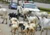 “Don’t Video My Cows”: Abuja cracks down on hawkers — But cows still rule the roads