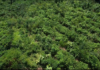 From Forest to Pharmacy: Nigeria bets on indigenous medicines to cut drug imports